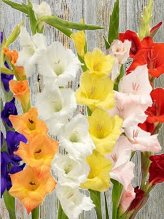 ASSORTED GLADIOLAS